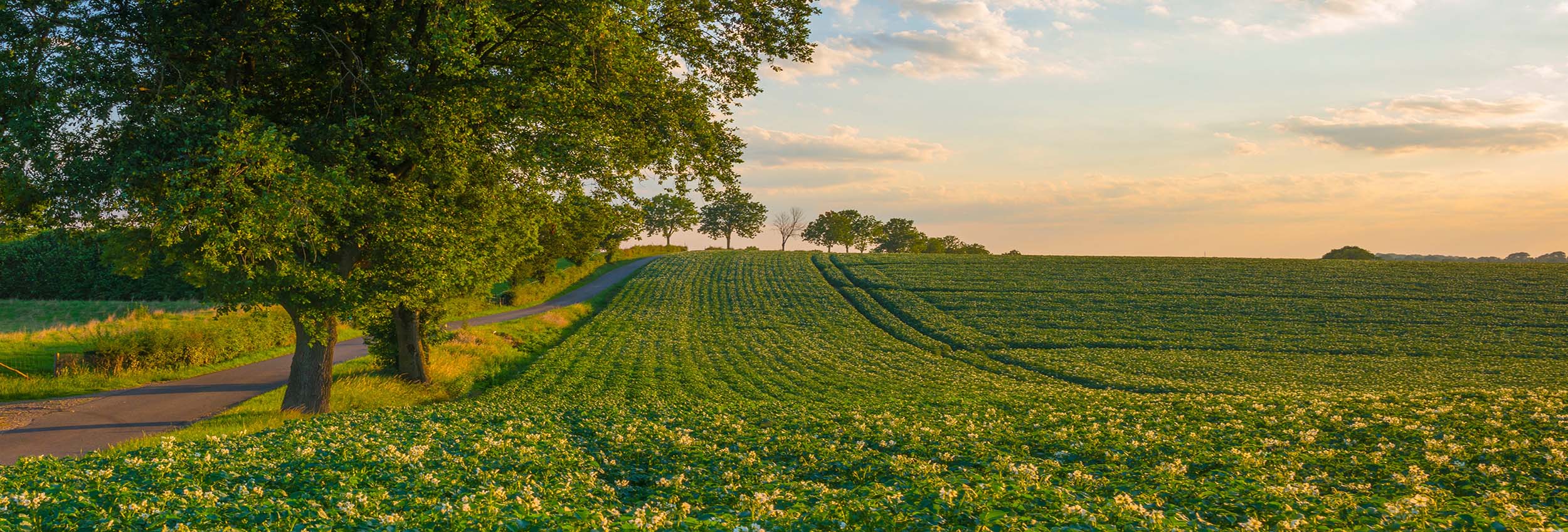 zwadderkotmolen nazomer